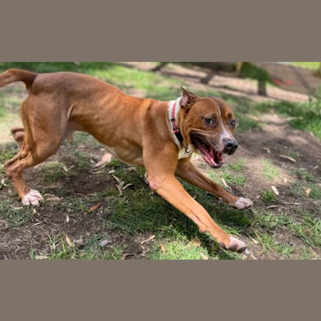 Photo of Zeek
