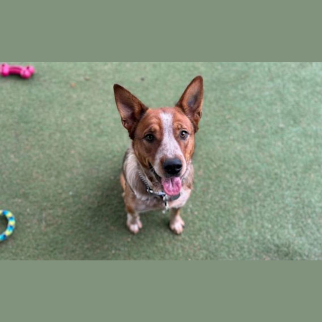 Photo of Sadie