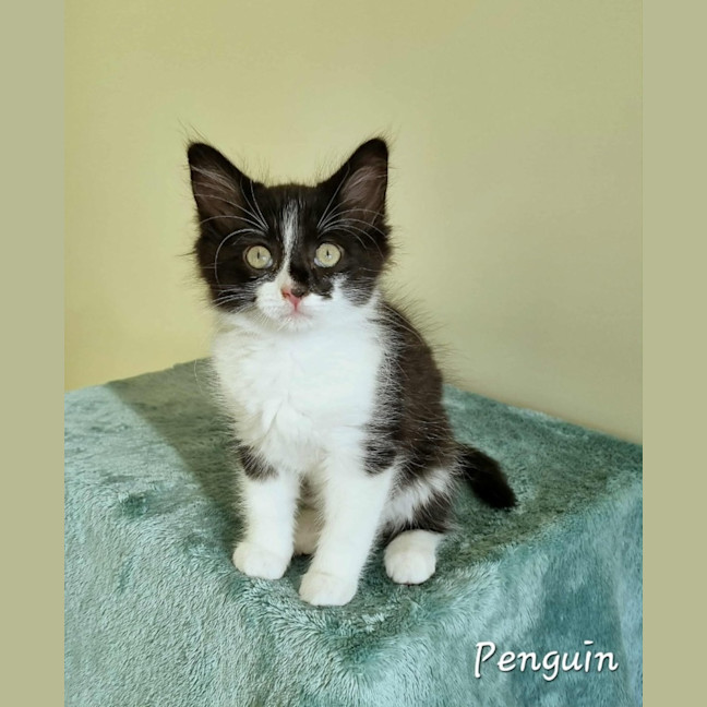 Photo of Penguin