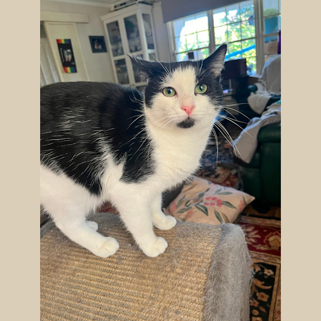 Photo of Captain Sushi *9 Lives Project Rescue*