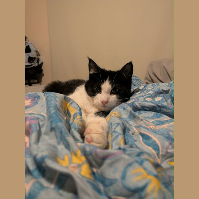 Photo of Stumpy