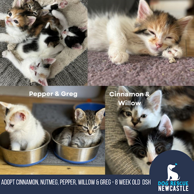 Photo of Cinnamon, Nutmeg, Pepper, Willow & Greg