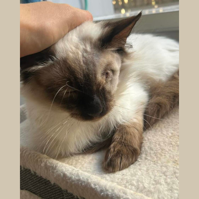 Photo of Sammie & Sampson 