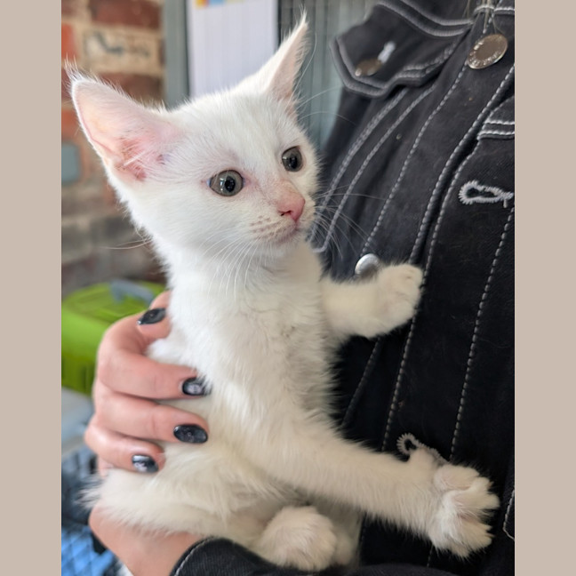 Photo of Loki