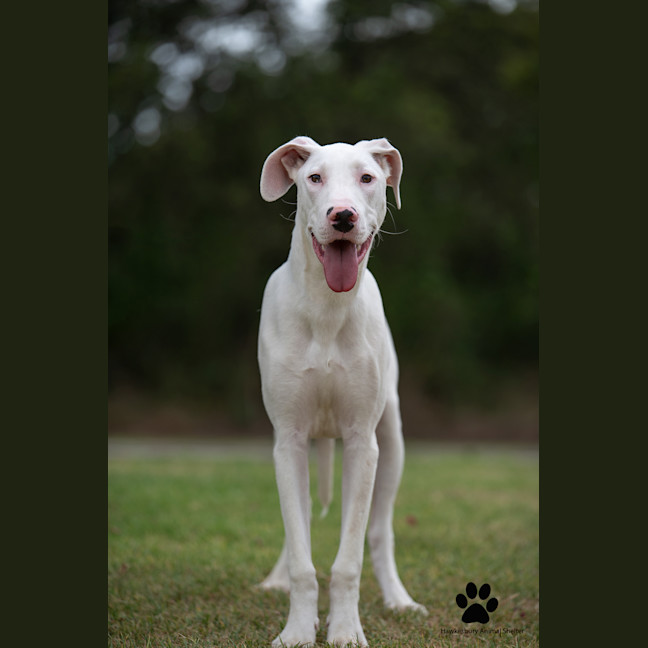 Photo of Ghost