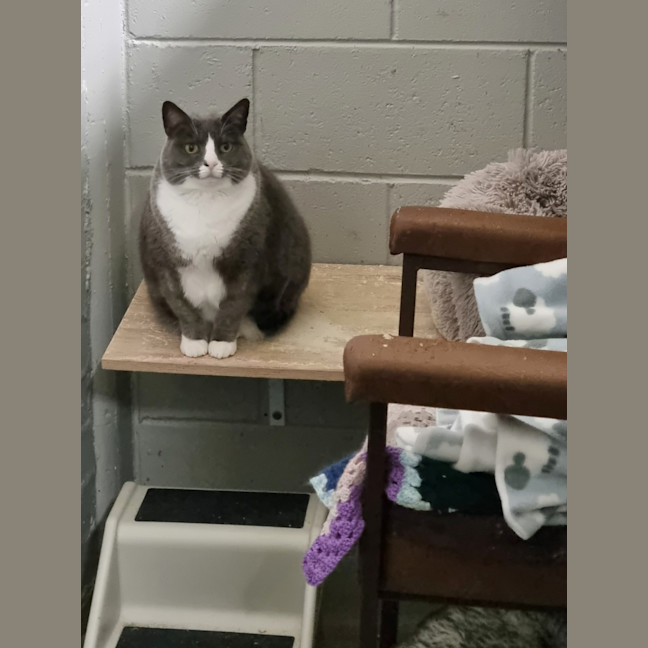 Photo of Dumpling