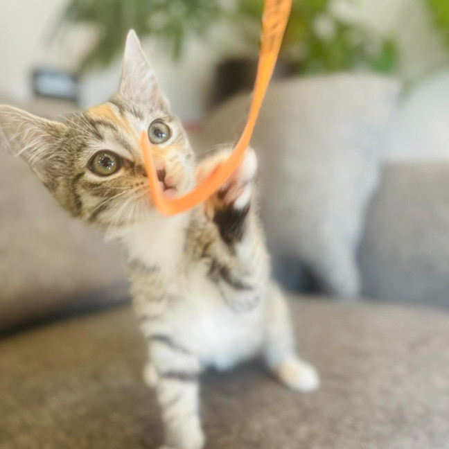 Photo of Sundae   In Foster Care In Bentleigh East