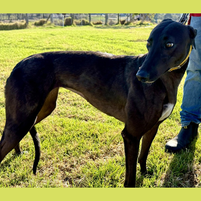 Photo of Shine   Greyhound