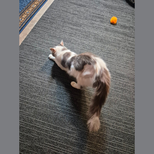 Photo of Patches