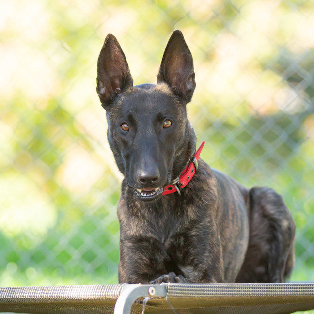 Photo of Koda