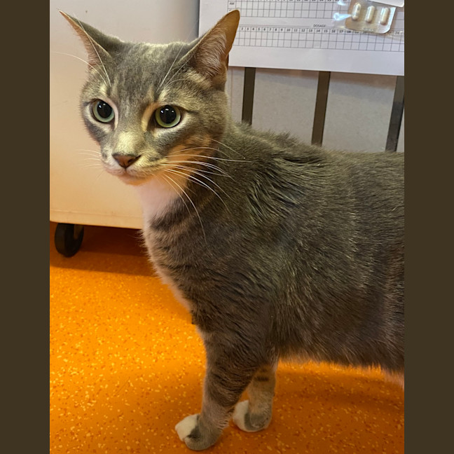 Photo of Genji