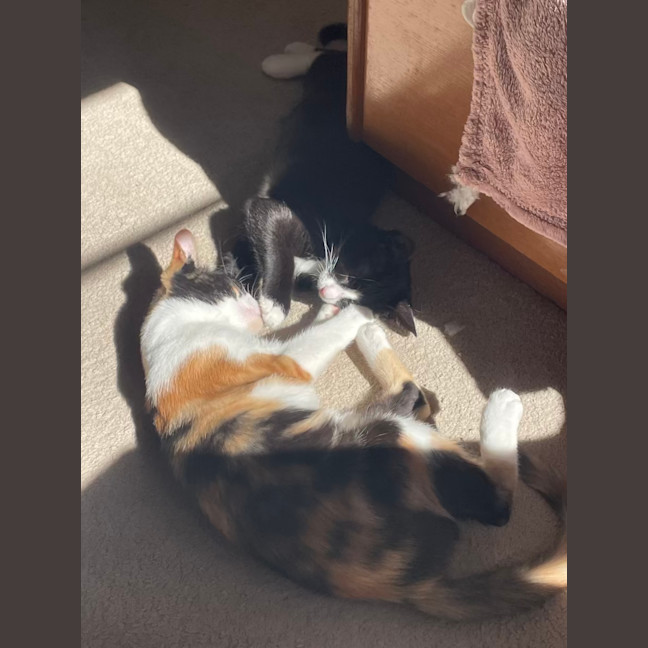 Photo of Peach