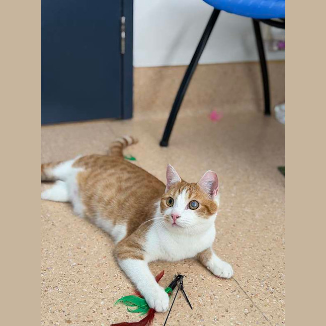 Photo of Baby Gingy