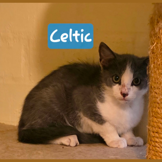 Photo of Celtic