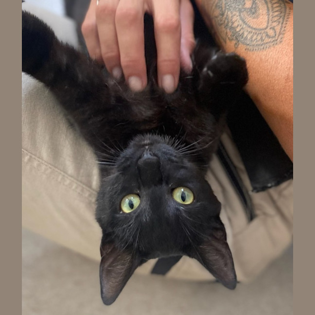 Photo of Phoebe (9996)