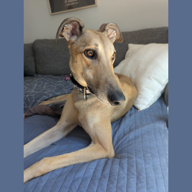 Photo of Caspian