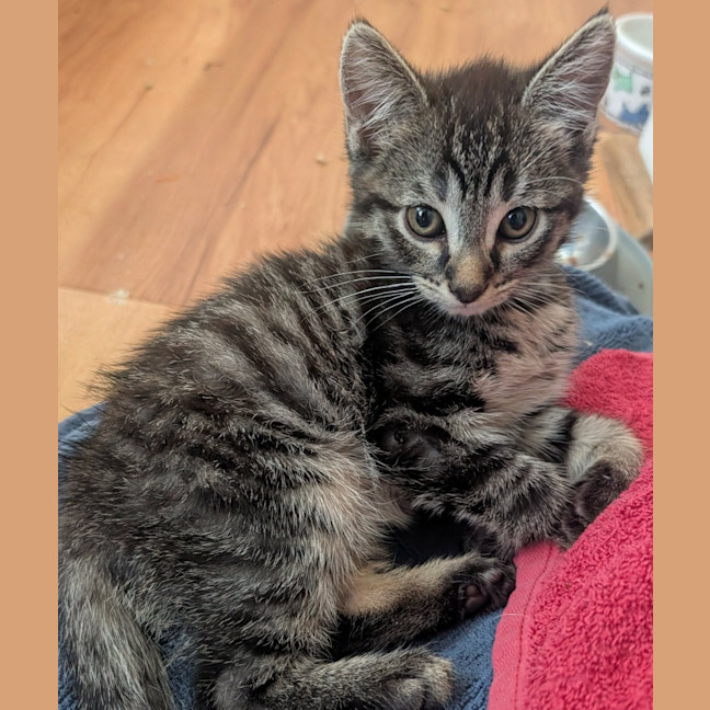 Photo of Doo (Yabba Dabba Doo)