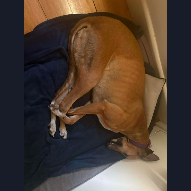 Photo of Cindy Lou Who