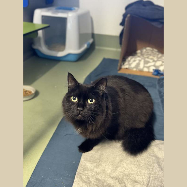 Photo of Jiji