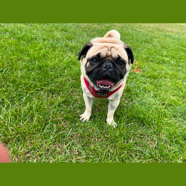 Photo of Romeo