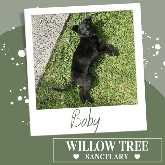 Photo of Baby