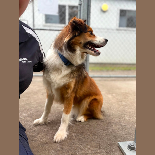 Photo of Stella