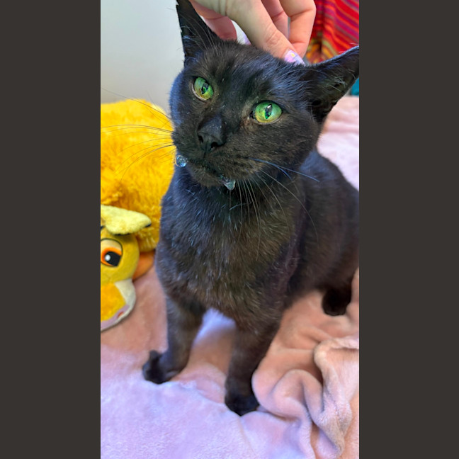 Photo of El Gato