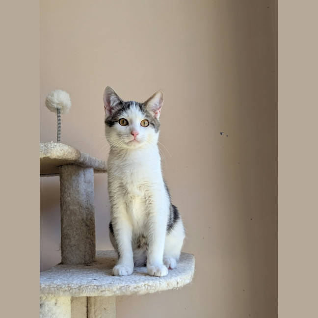 Photo of Sparky