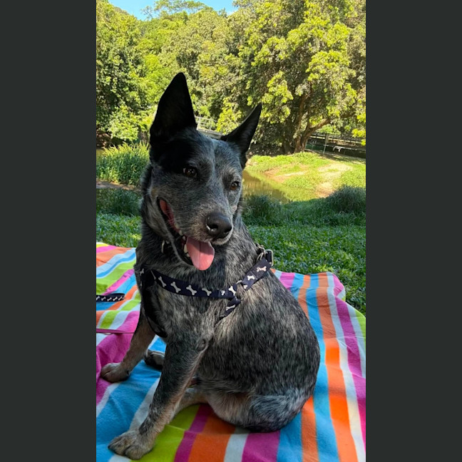 Photo of Bo 