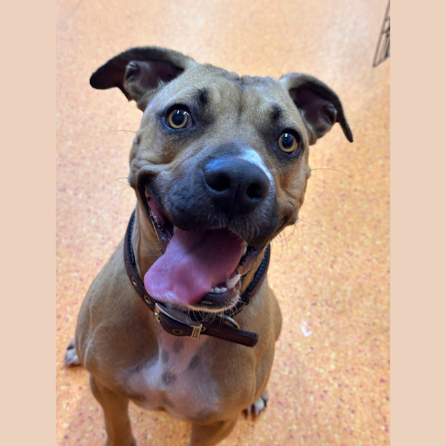 Photo of Bailina Pawsley (Bailey)