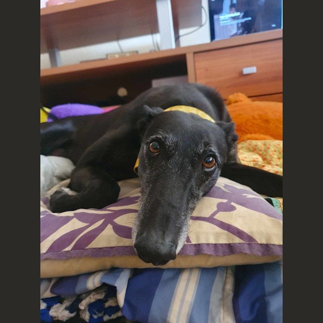 Photo of Yoko, The Greyhound