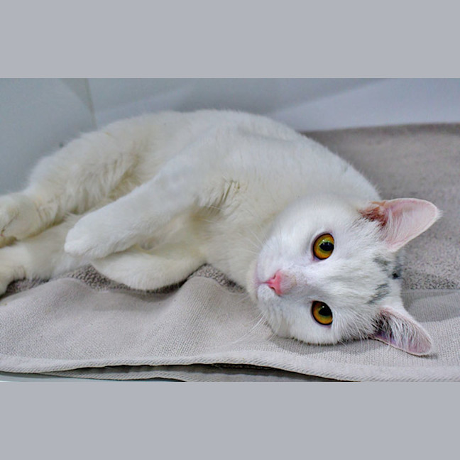 Photo of Corporal Cashew