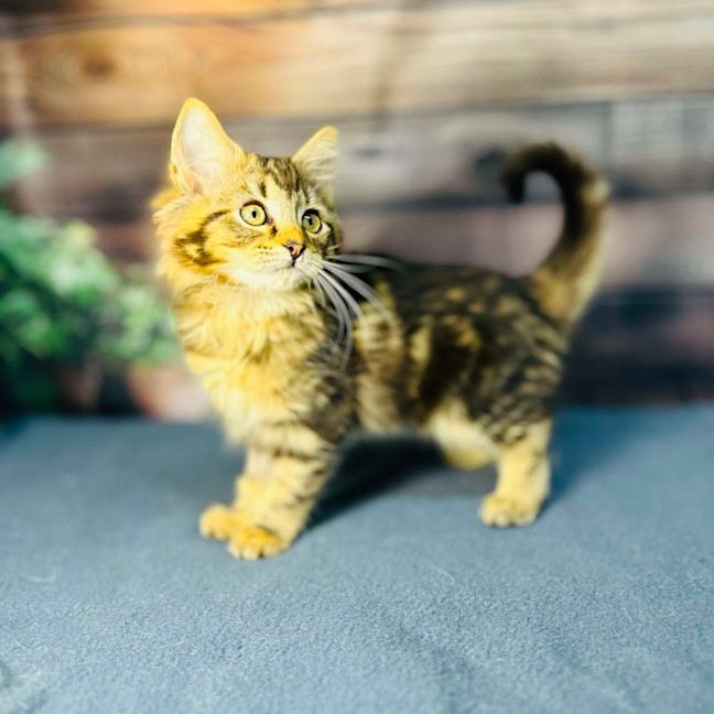 Photo of Sky   Located In Wallan