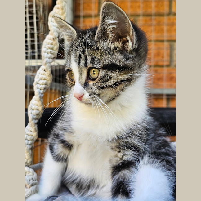 Photo of Basil