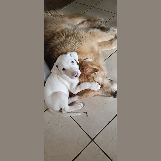 Photo of Marshmallow