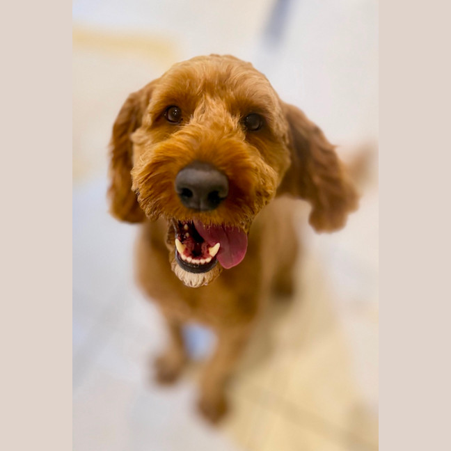 Photo of Rusty