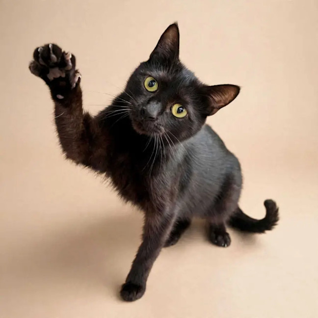 Photo of Bellatrix 