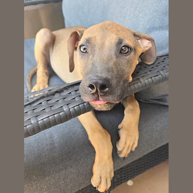 Photo of Theodore   16 Week Old Mixed Breed (Trial)