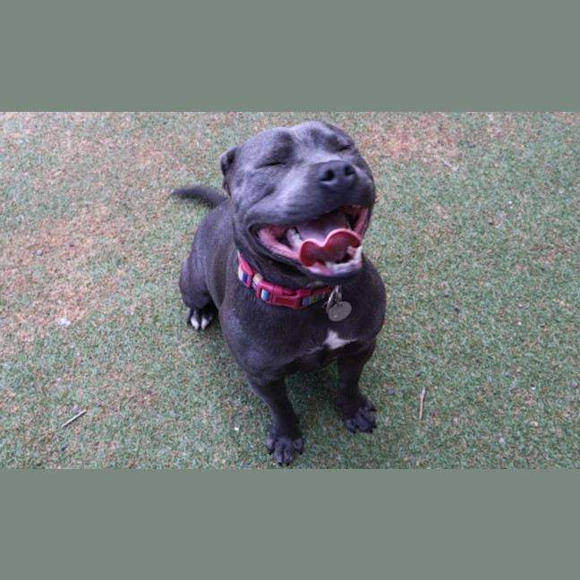 Photo of Rowdy