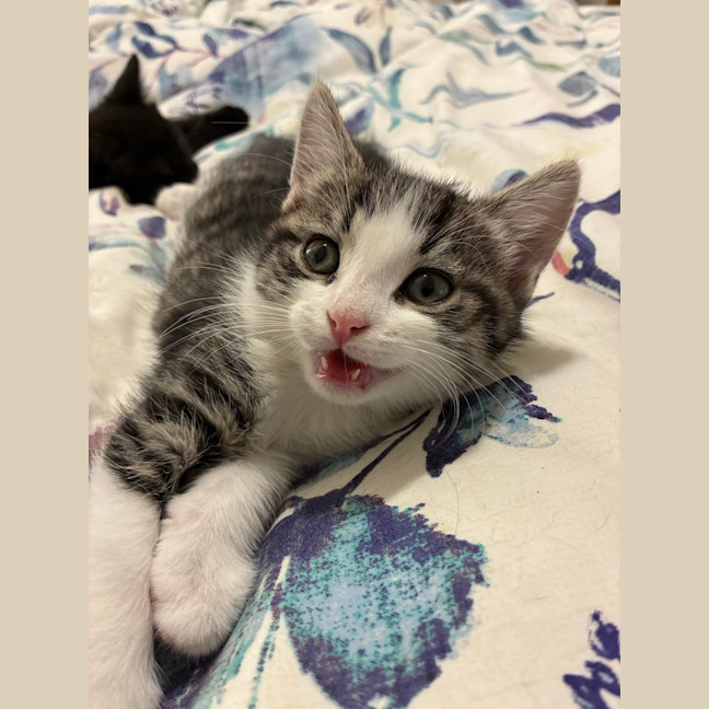 Photo of Eli & Salem   9 Week Old Domestic Short Hair