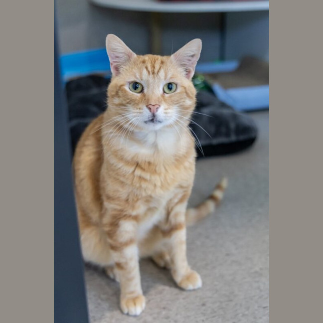 Photo of Timber