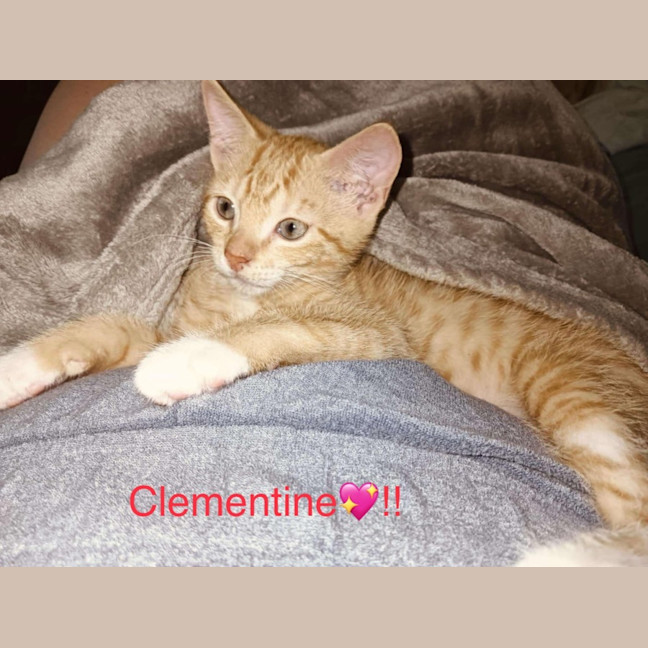 Photo of Clementine