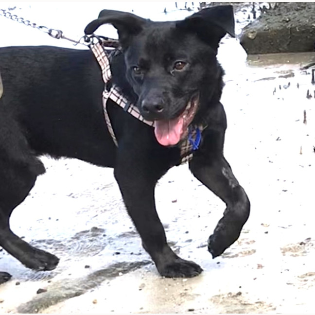 Photo of Pepper   3 Year Old Staffy X