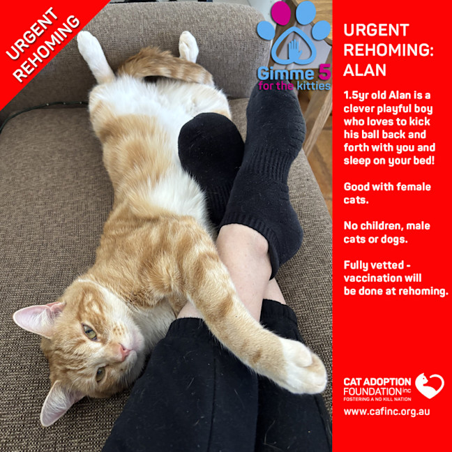 Photo of Alan Private Rehoming No Charge!