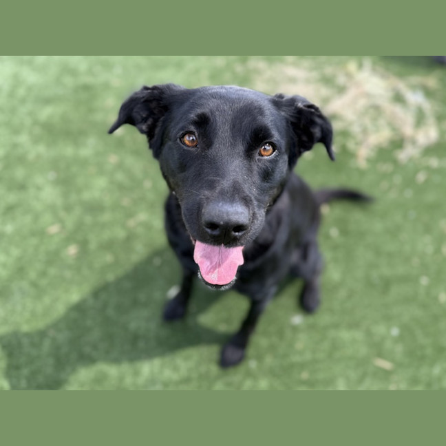 Photo of Shiraz Imp 2745