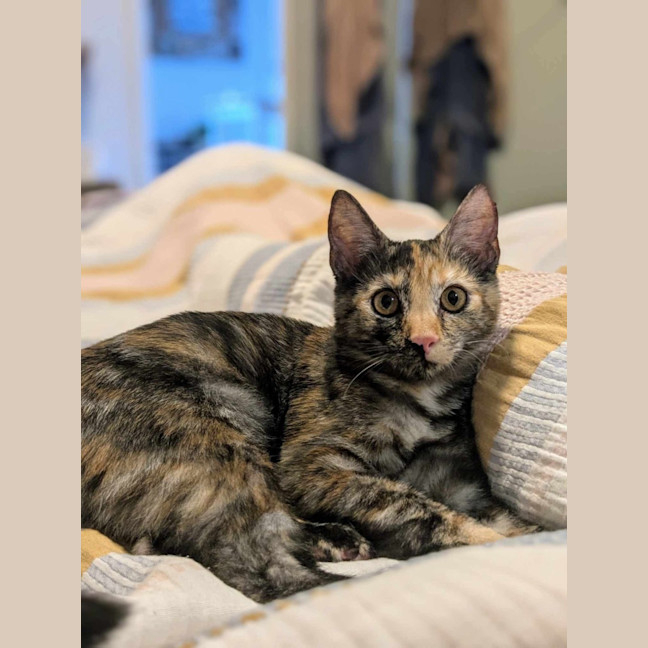 Photo of Chook & Mash 