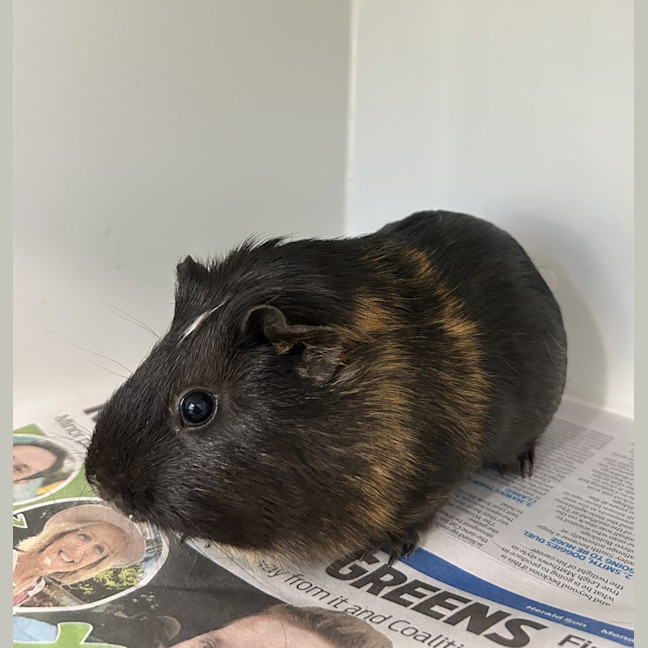 Photo of Squeak (Bonded To Cookie)