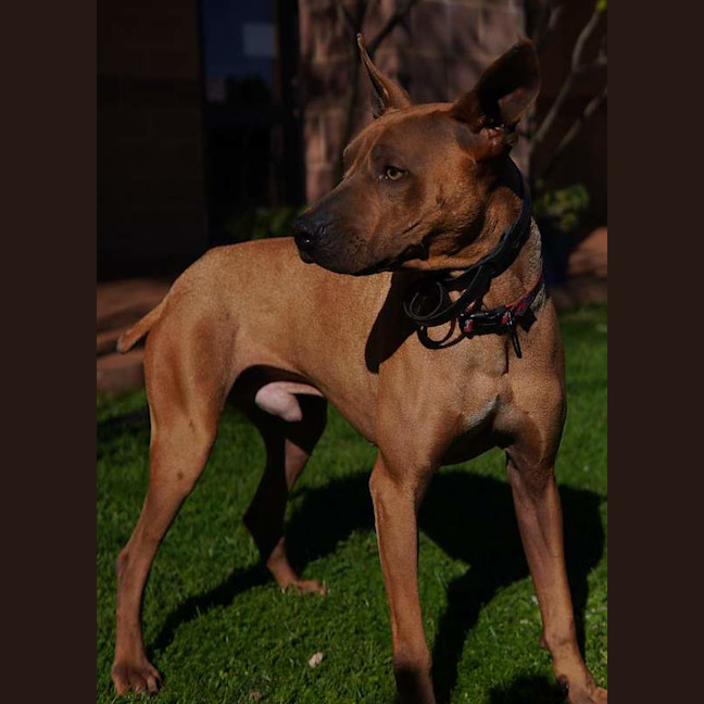 Photo of Boomer