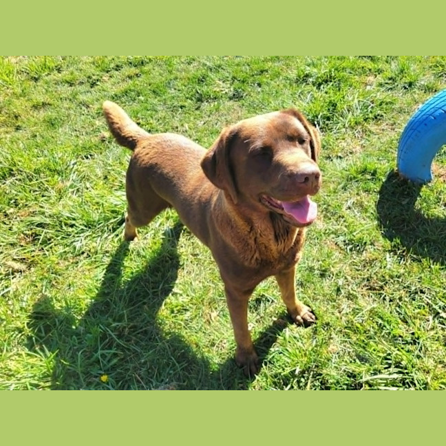 Photo of Olive