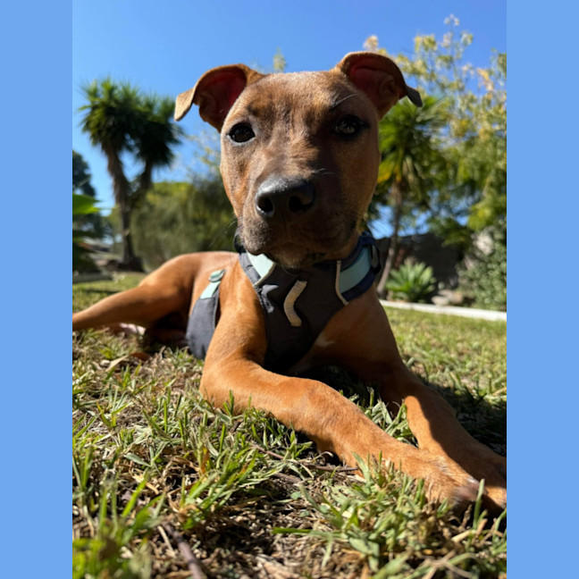 Photo of Spud